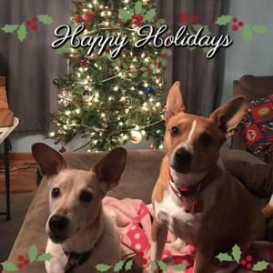 Meet your Posher, Angelo